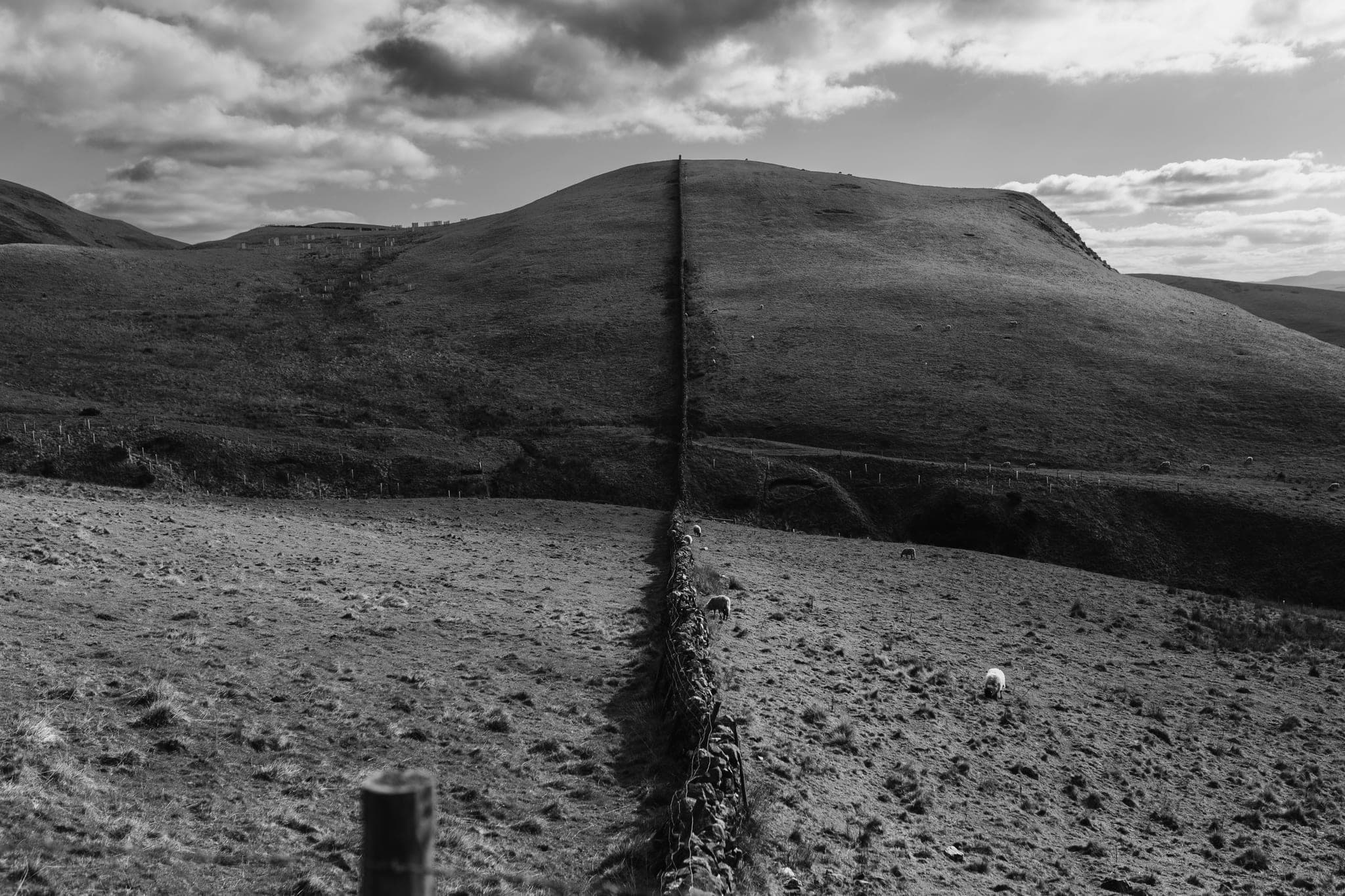 A dry stone wall running straight over a grassy hill, dividing the slope in two, with a few sheep grazing