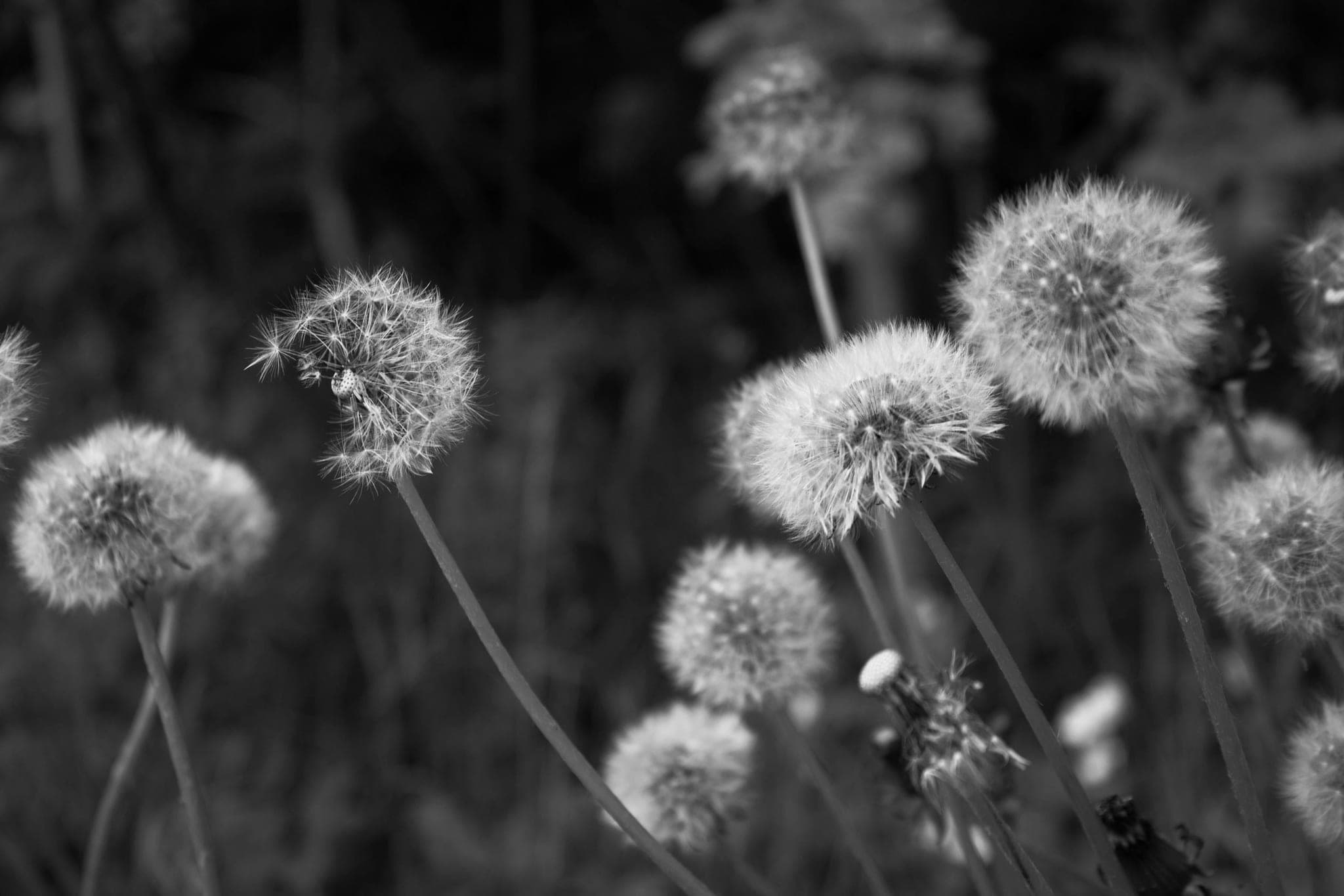 Dandelion seed heads on thin stems, ready to scatter