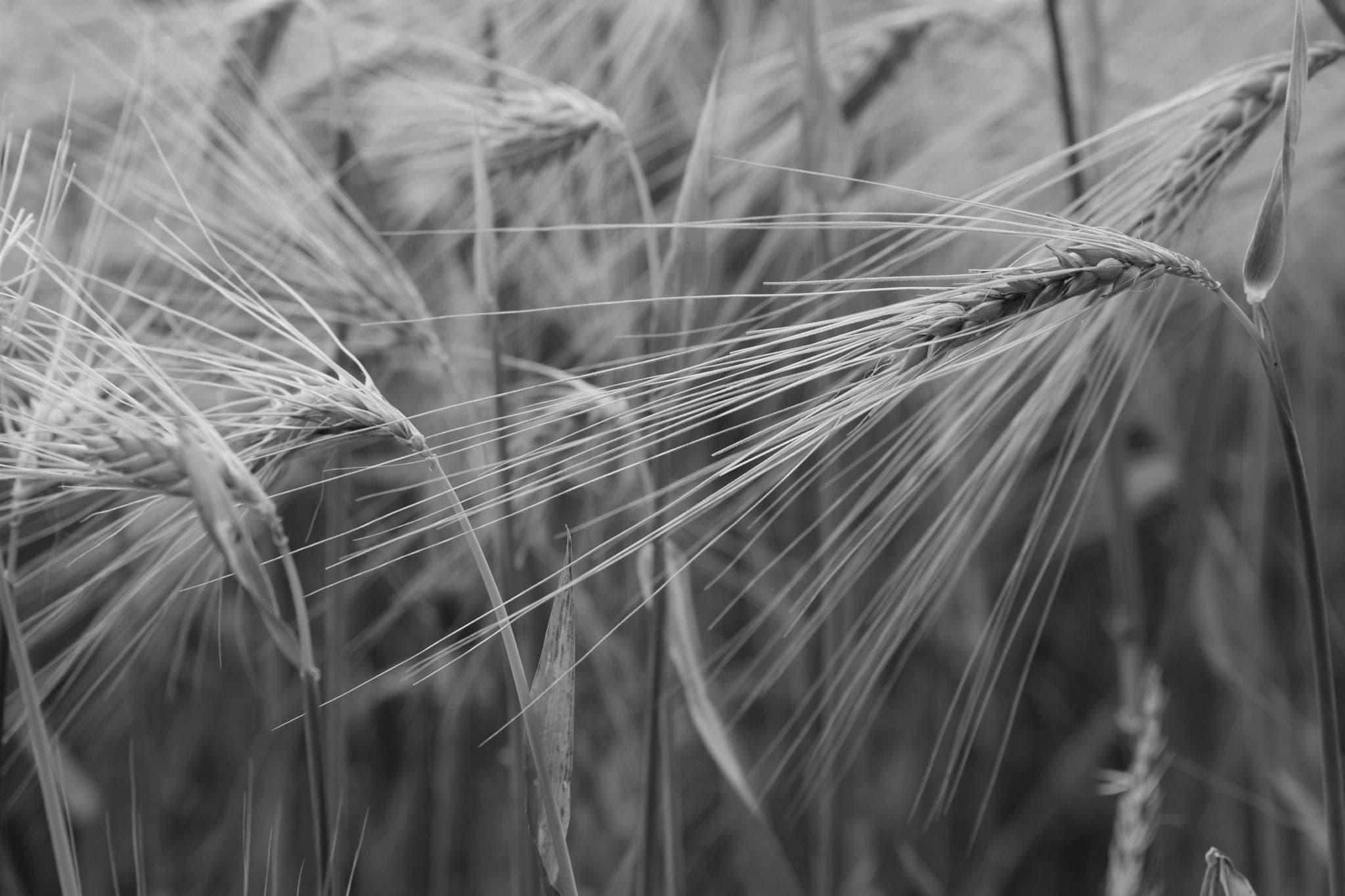Ripe barley ears with long awns in a field, close up
