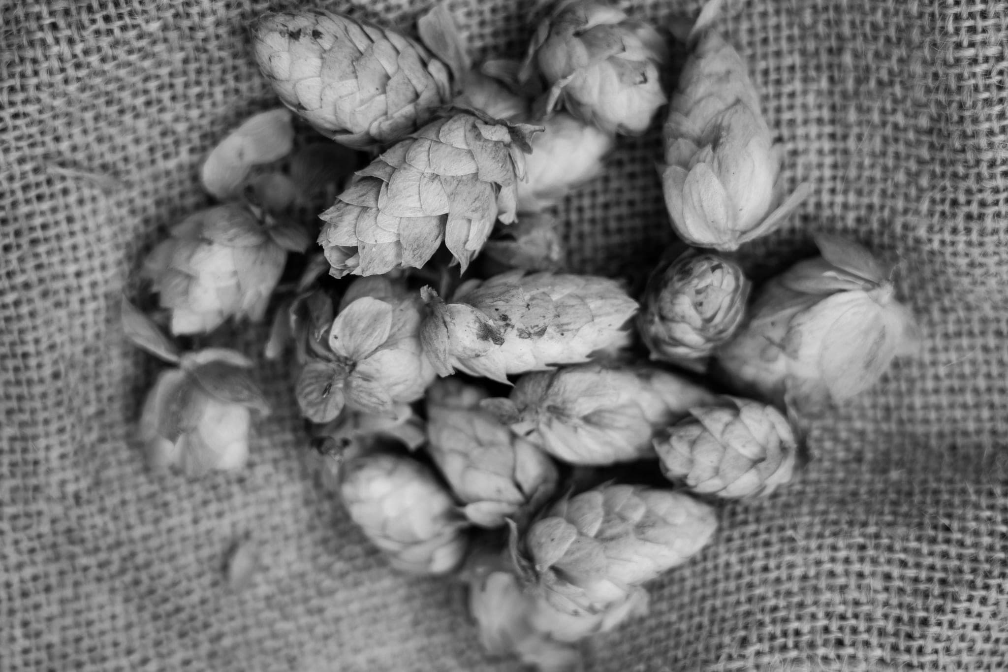 A handful of fresh hop cones on burlap