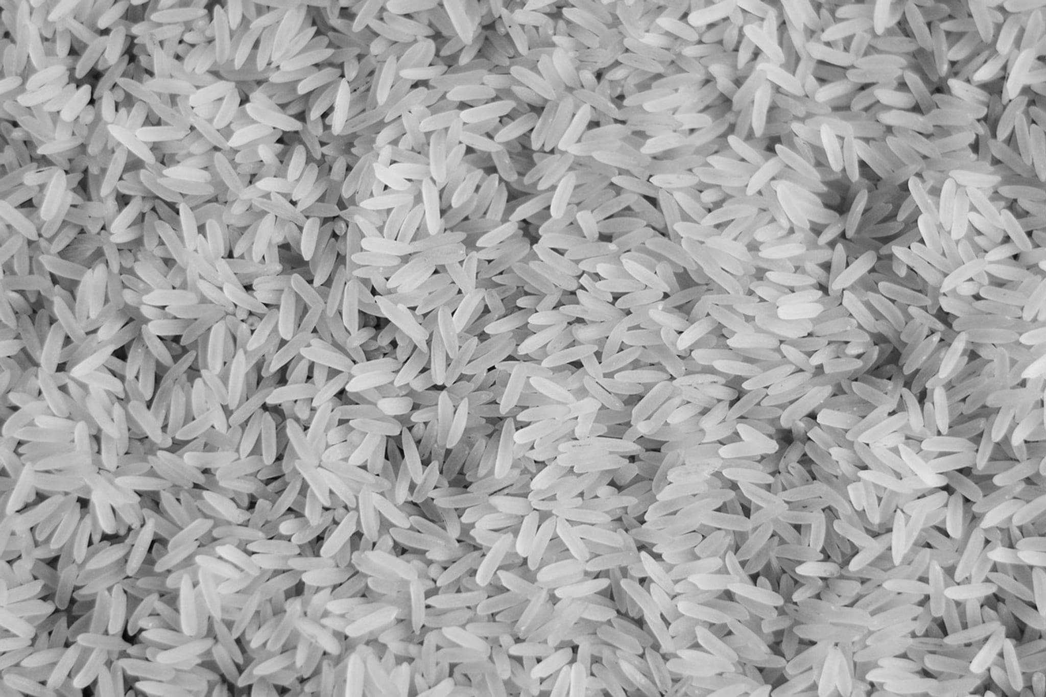 A dense field of loose rice grains filling the frame, thousands of near-identical units