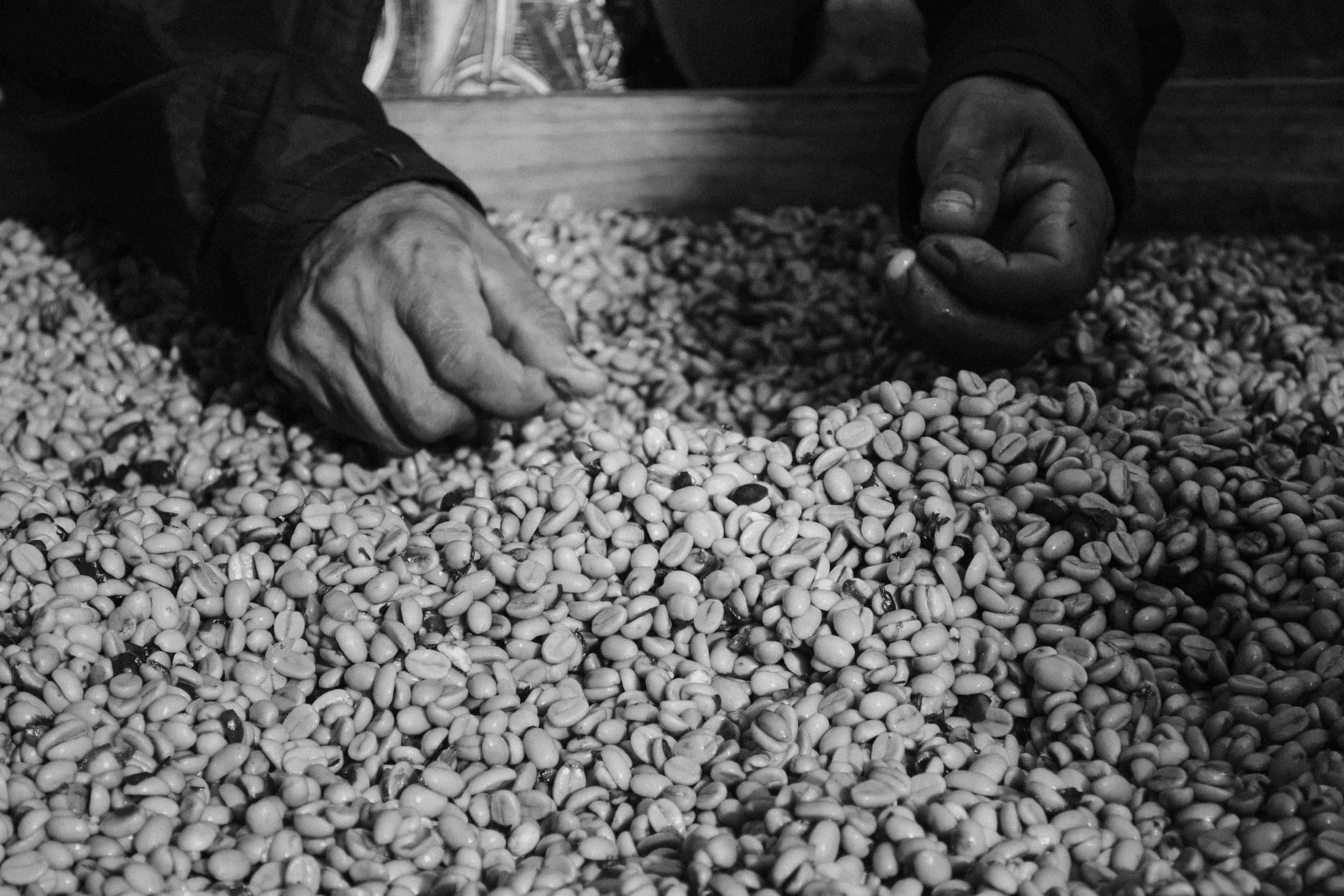 Hands picking through a heap of coffee beans