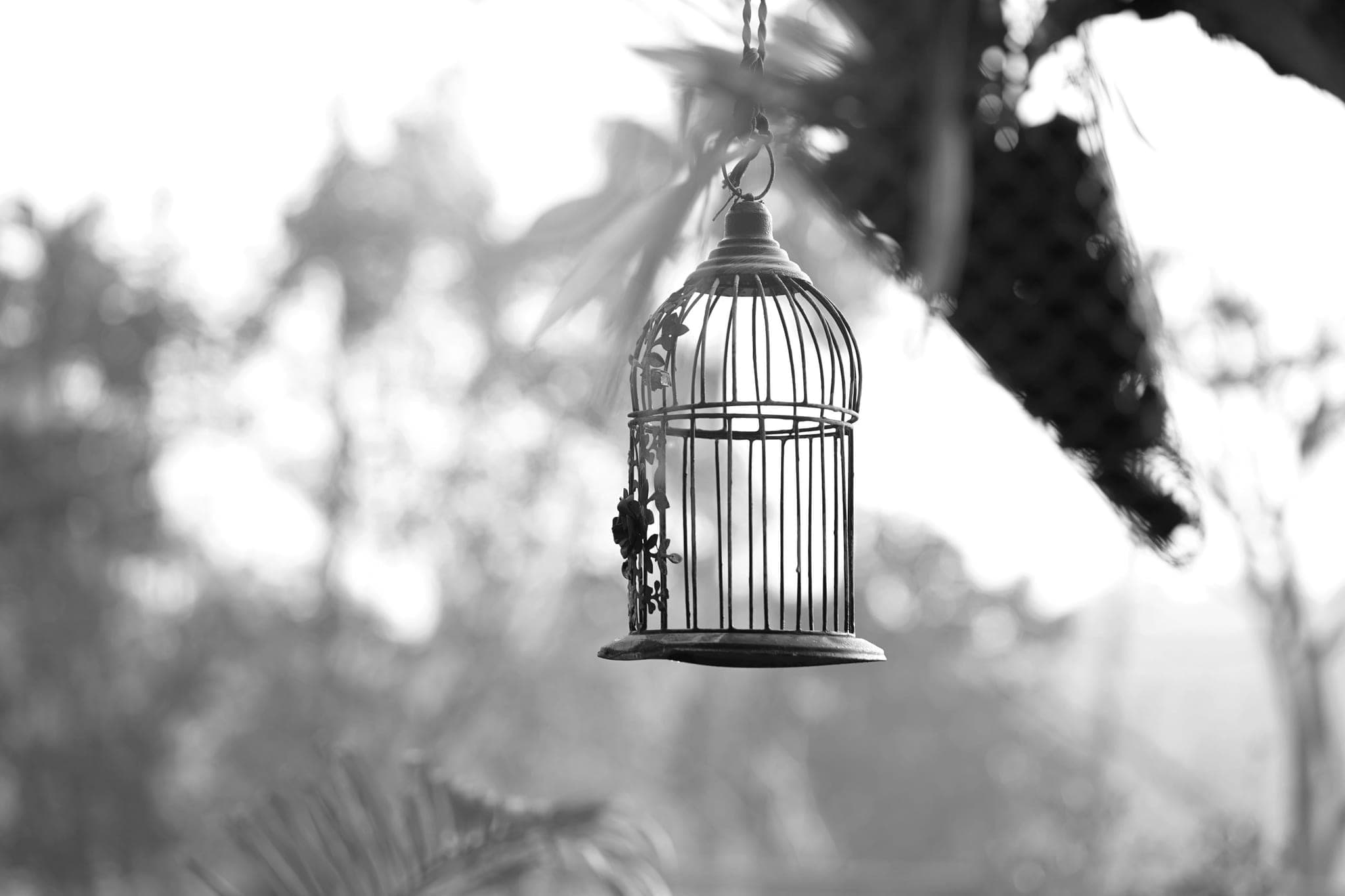 Một chiếc lồng chim bằng kim loại treo trống trên cành, phía sau là tán cây mờ trong sương