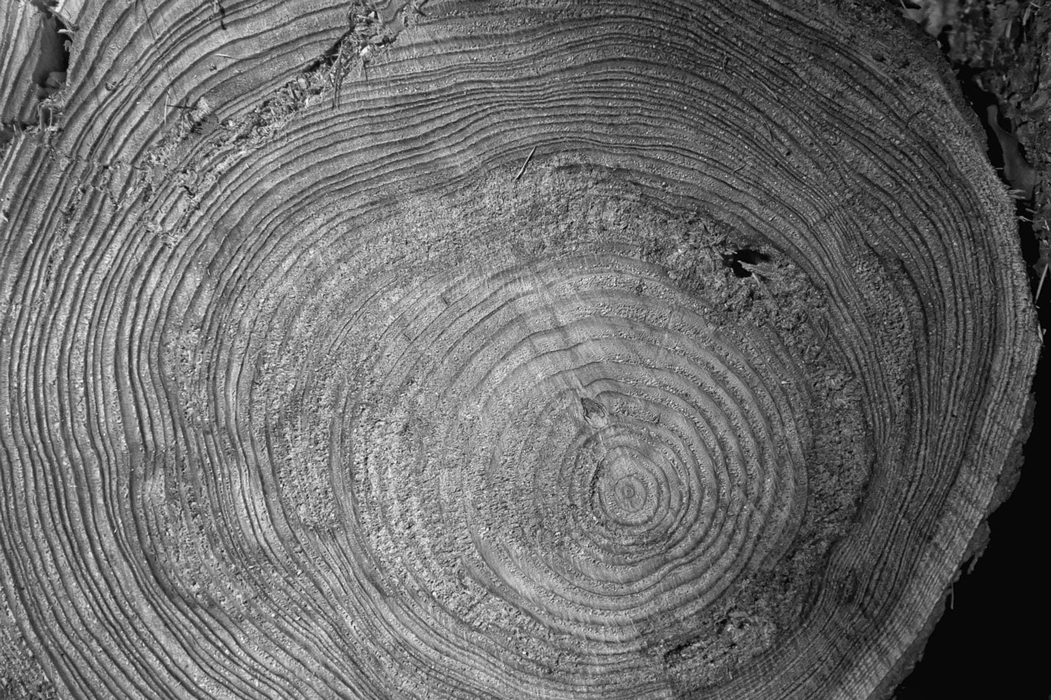 The sawn face of a tree trunk filling the frame, its growth rings uneven from one year to the next