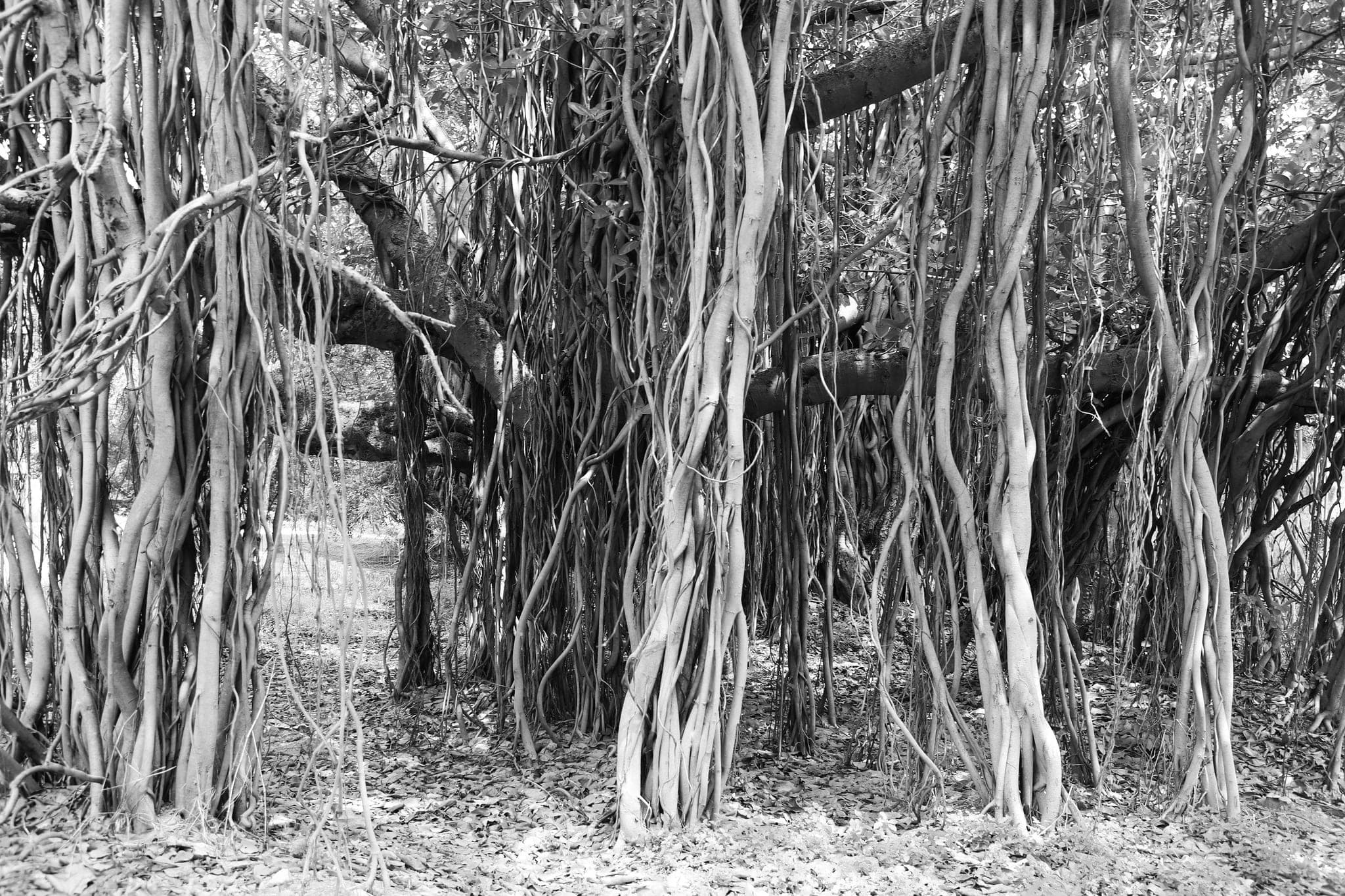 A banyan tree whose aerial roots have grown down into dozens of separate trunks
