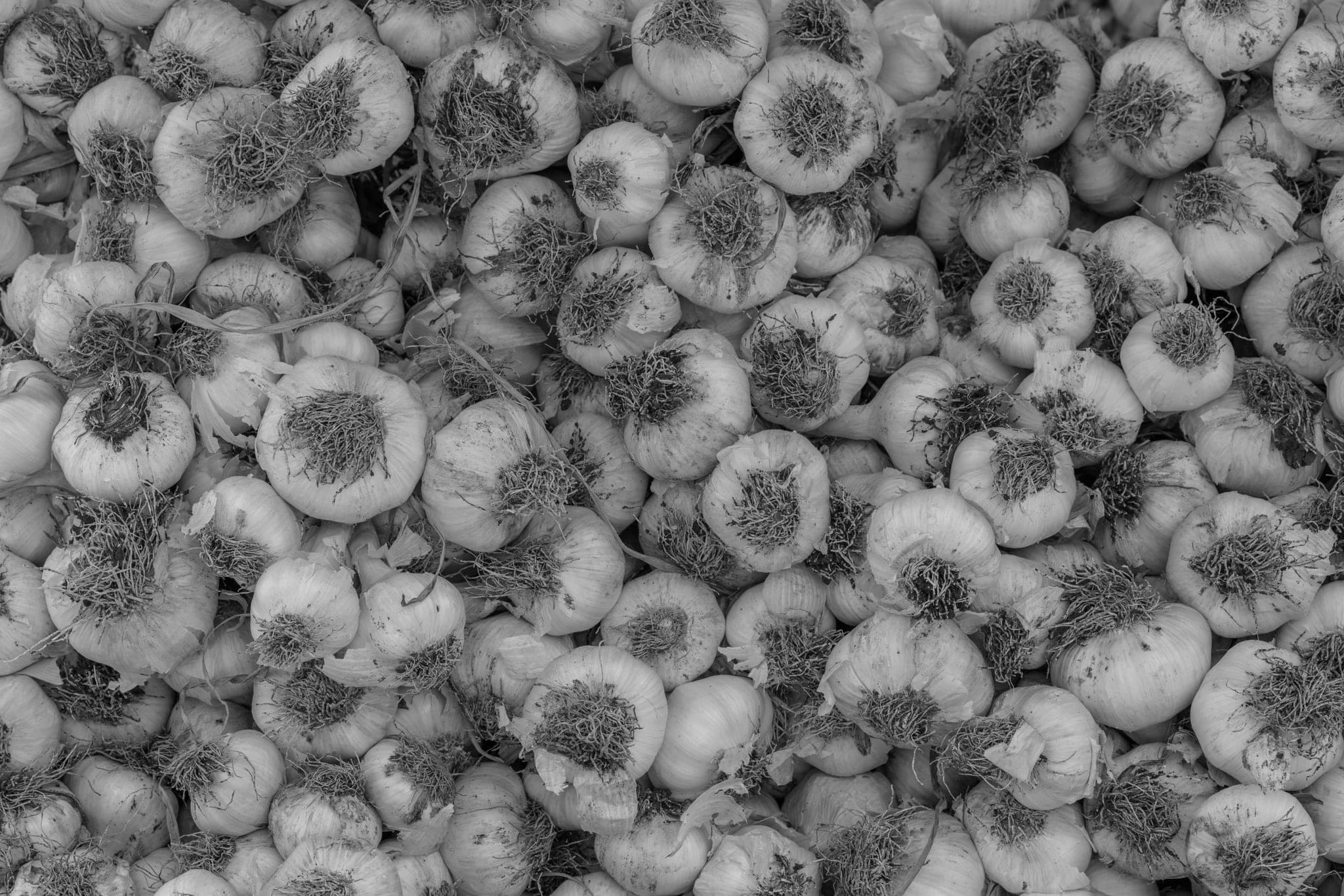 A heap of garlic bulbs with their dried roots