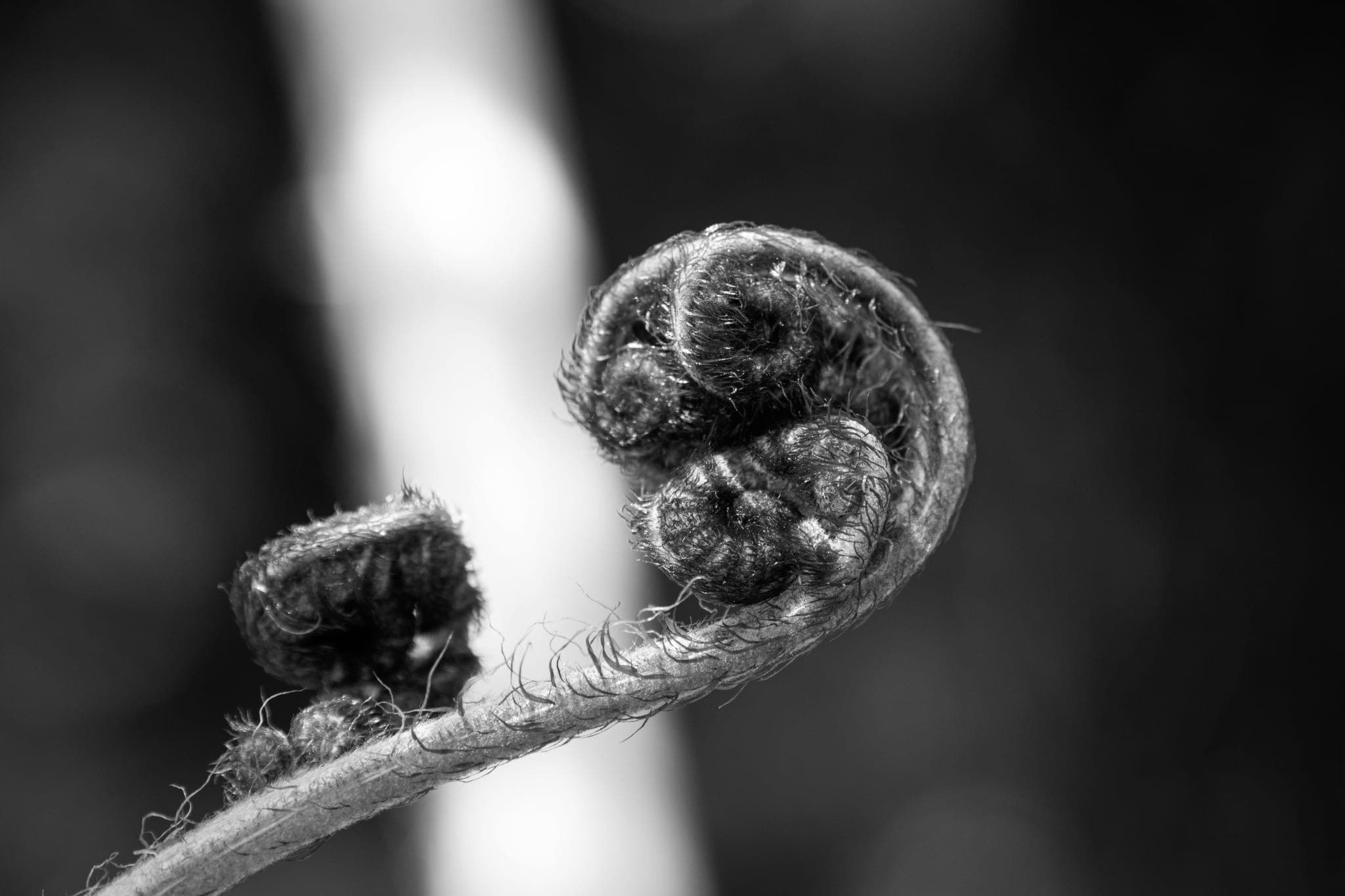 A fern frond unfurling, its tip still tightly curled