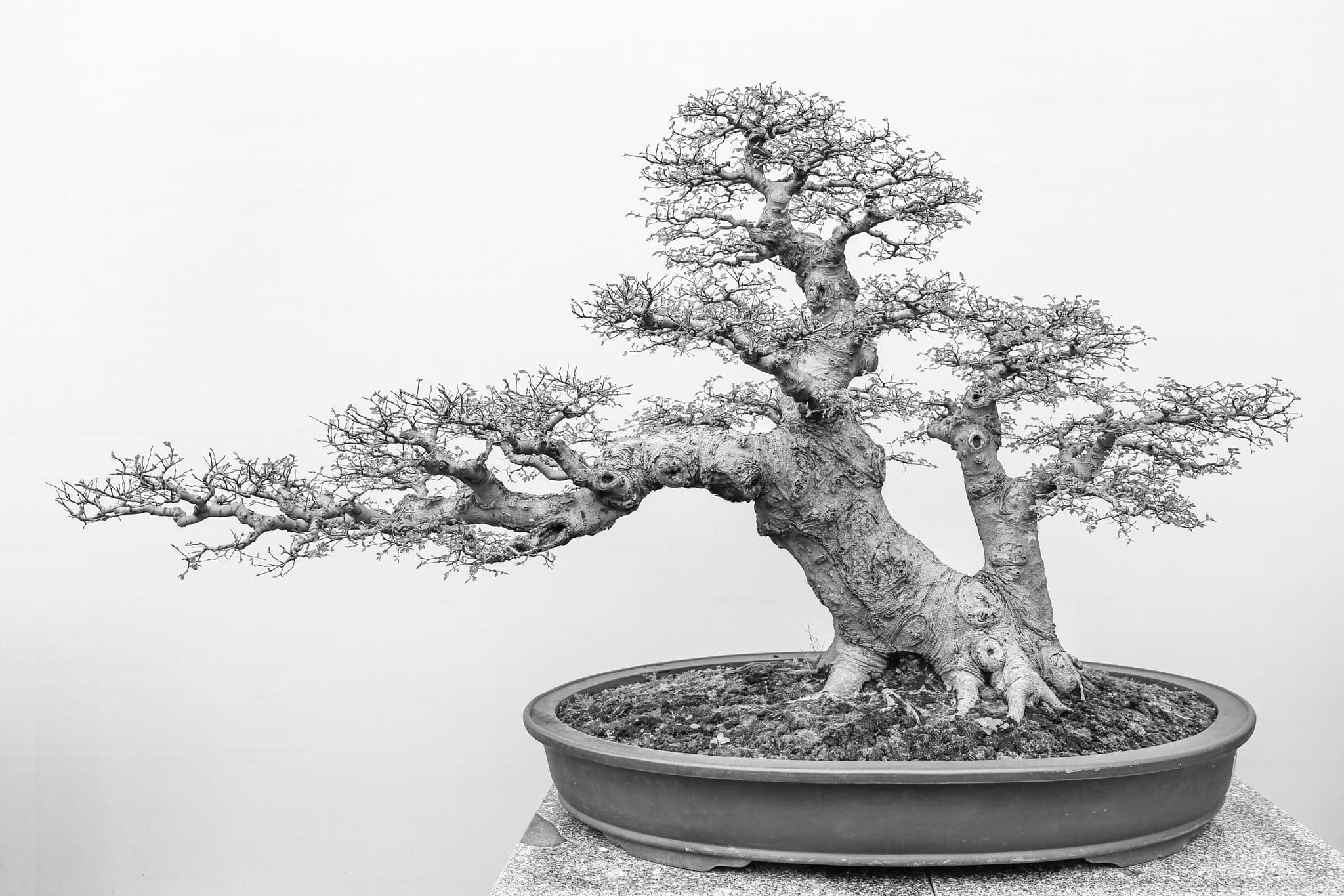 Một cây bonsai thân già, cành vươn ngang, trong chậu thấp trên nền trắng
