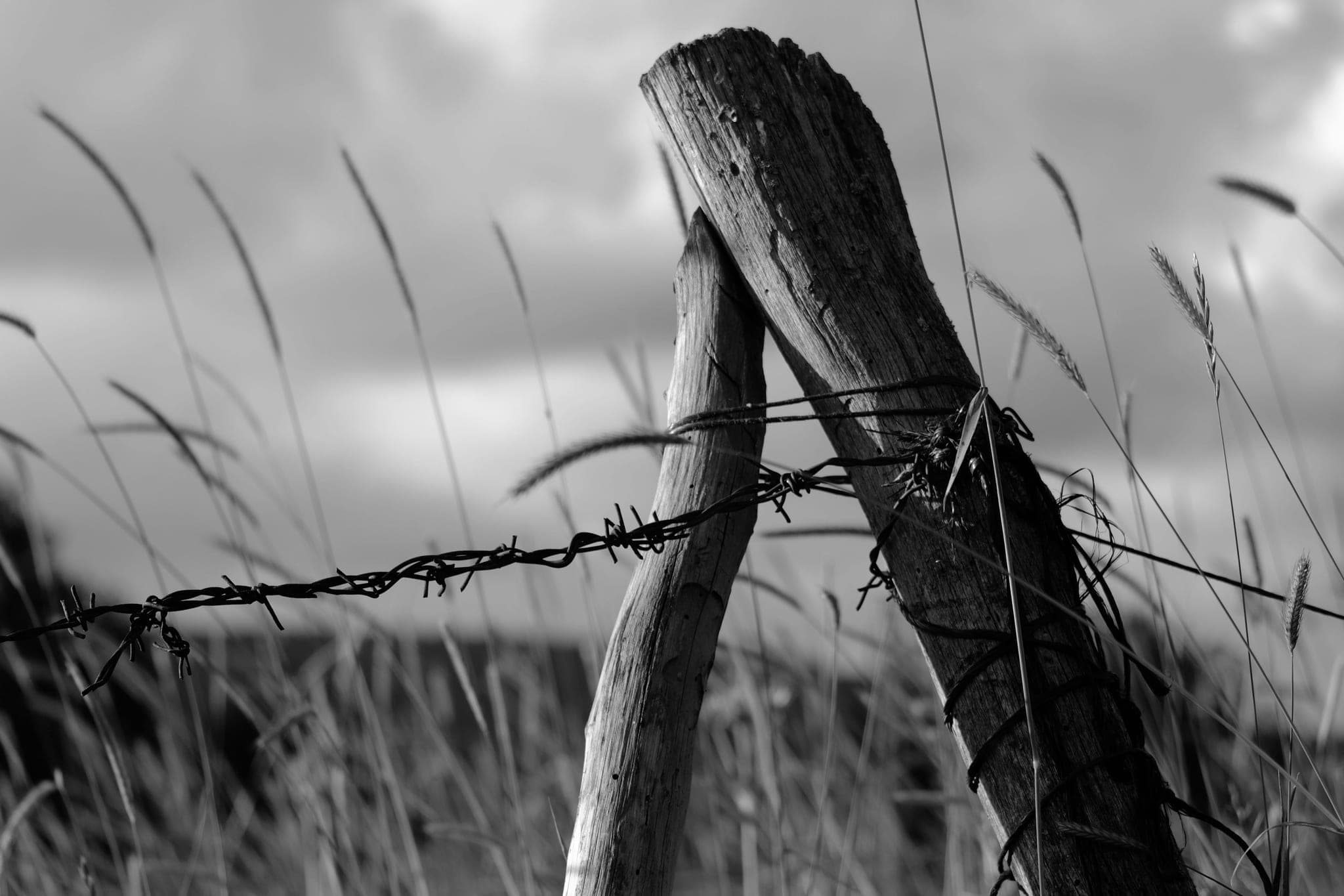 Two weathered fence posts leaning against each other, barbed wire wound around them, in tall grass