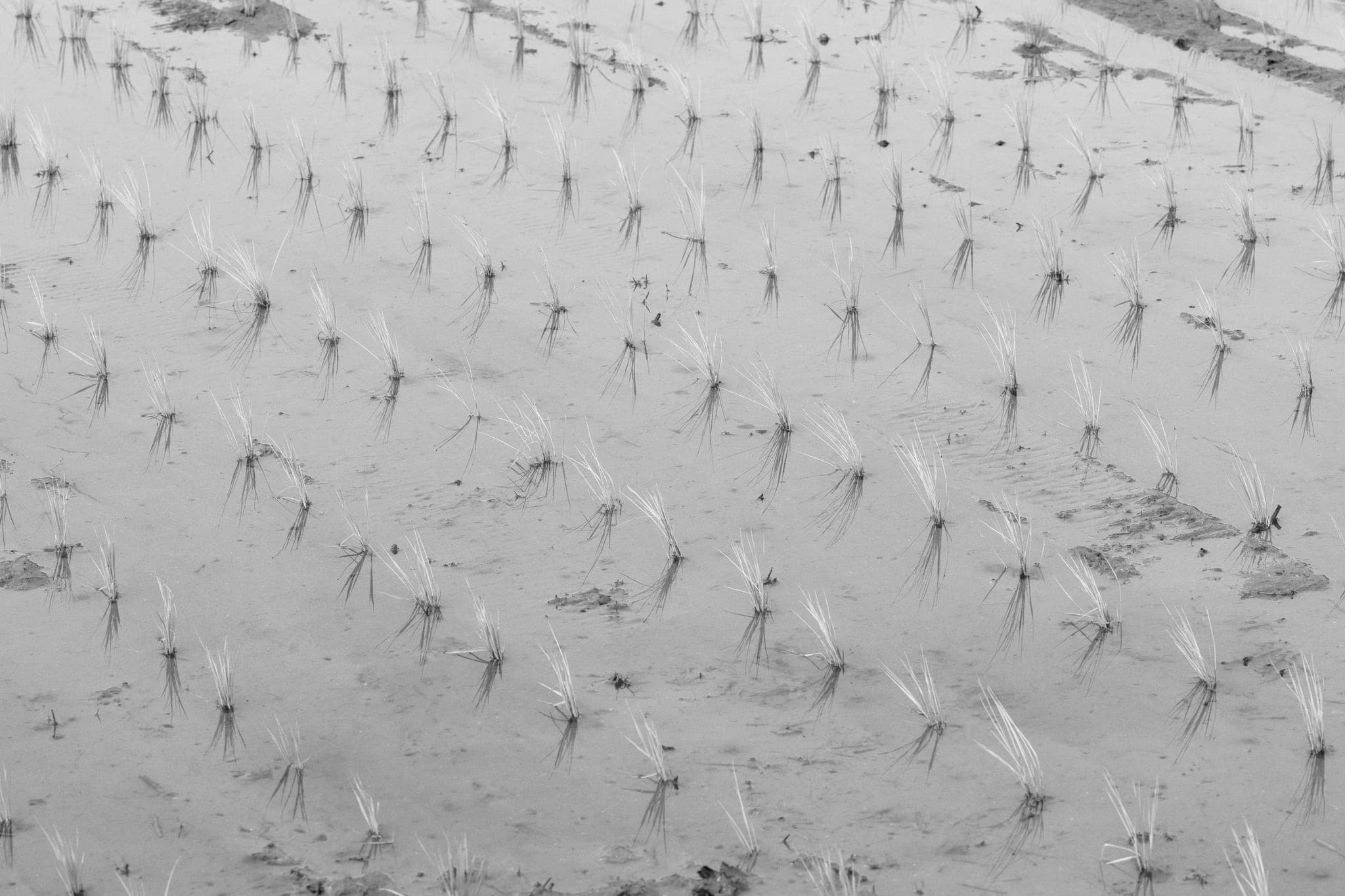 Newly transplanted rice seedlings standing in rows in a flooded field, each clump reflected in the water
