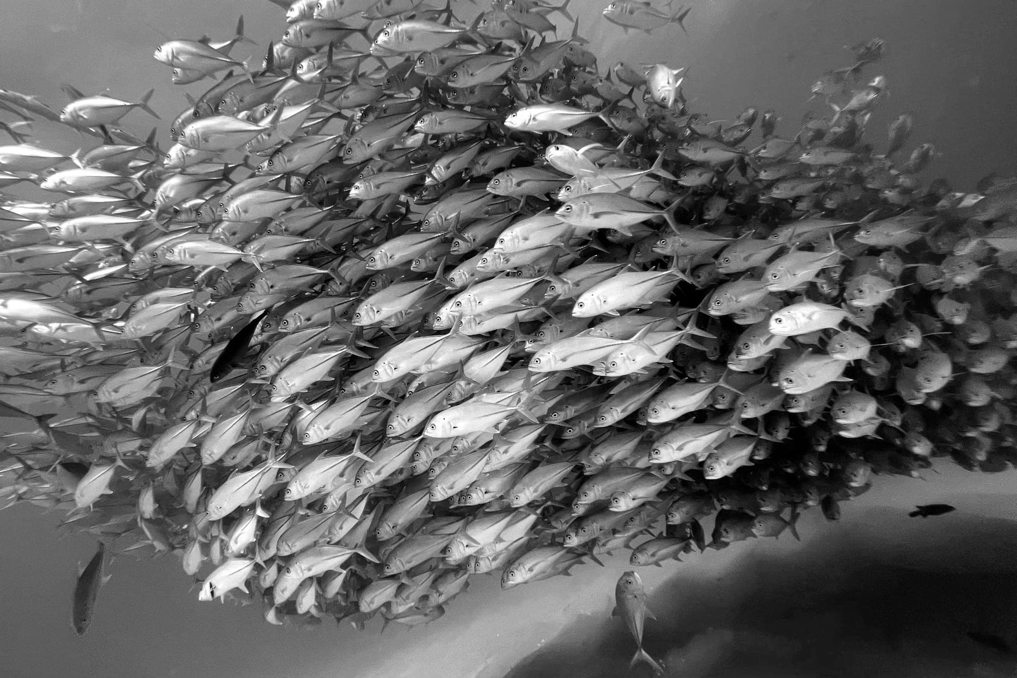 A dense school of fish swimming together underwater.