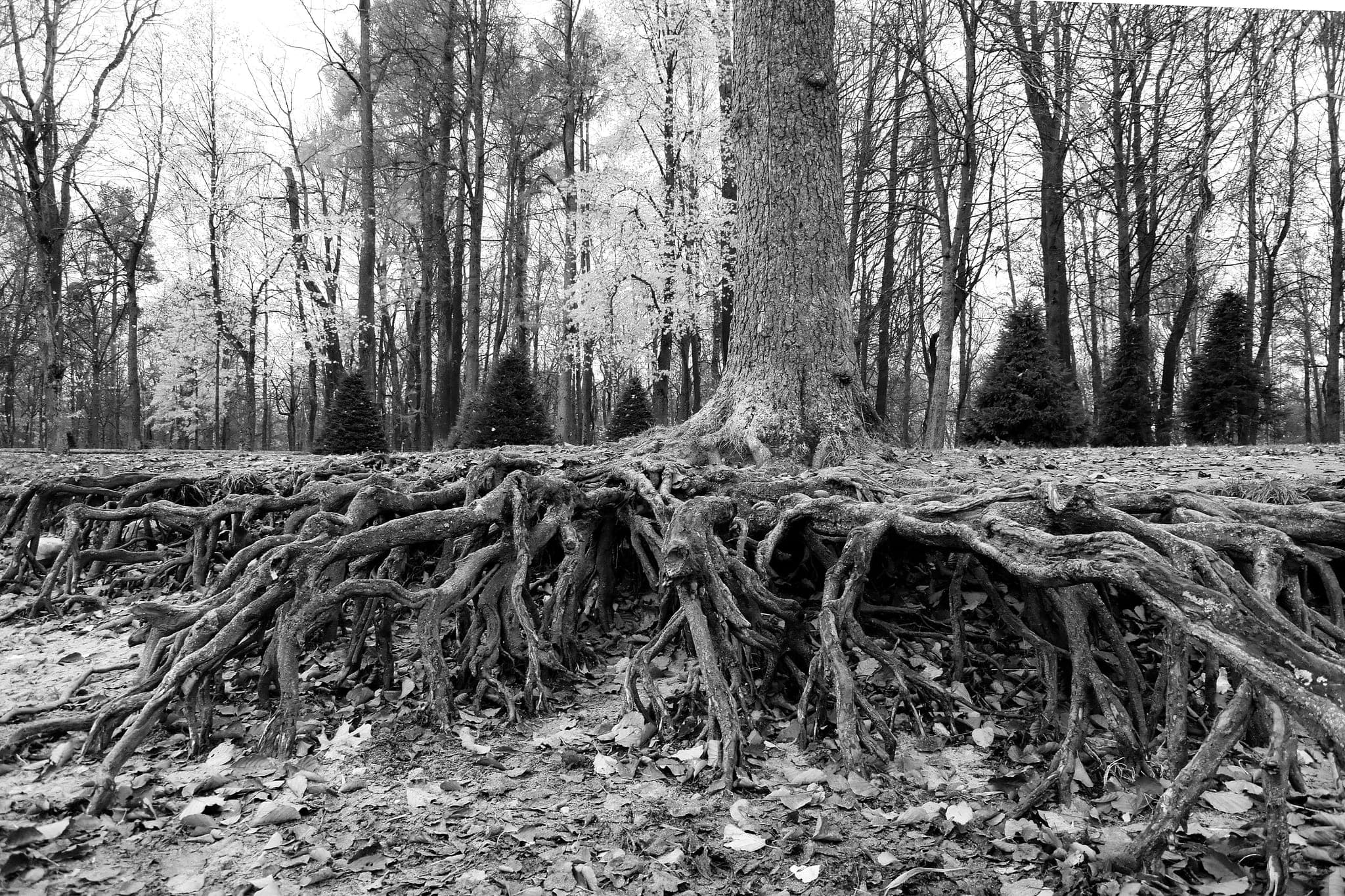 The roots of a large tree spreading across the ground in a dense, exposed network among fallen leaves