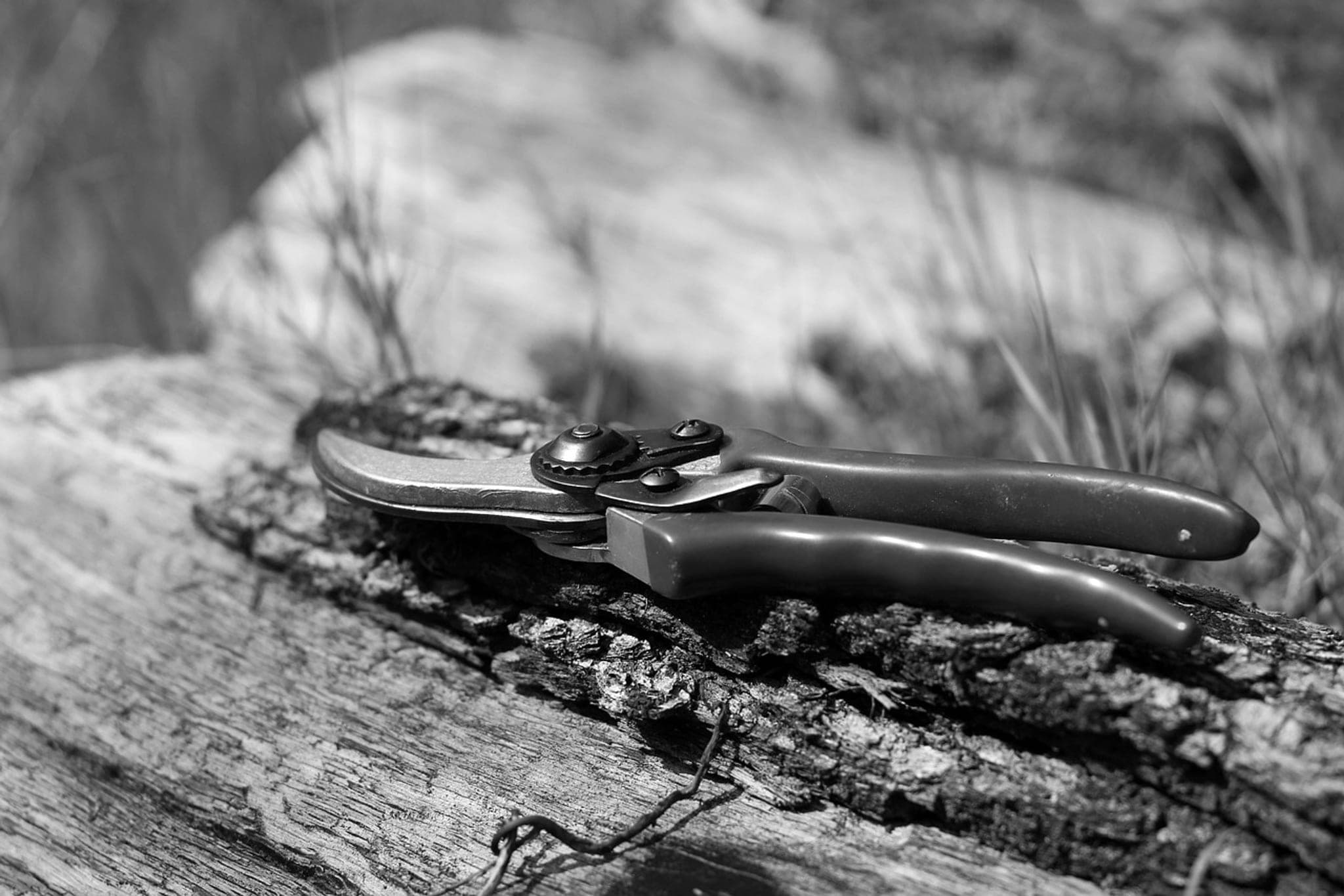 A pair of pruning shears resting, closed, on a log with its bark still on