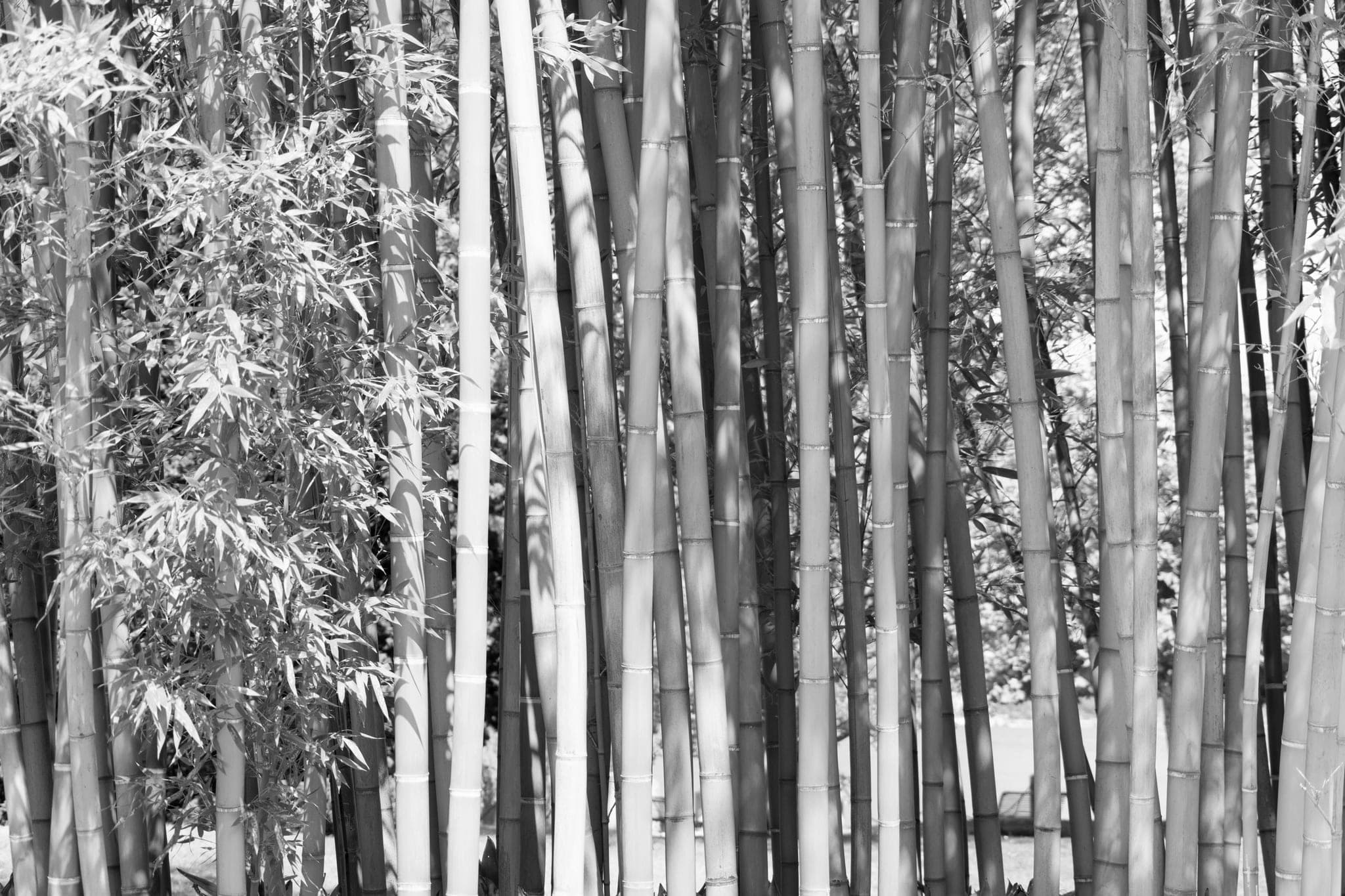 Bamboo stalks of different thicknesses growing close together in sunlight