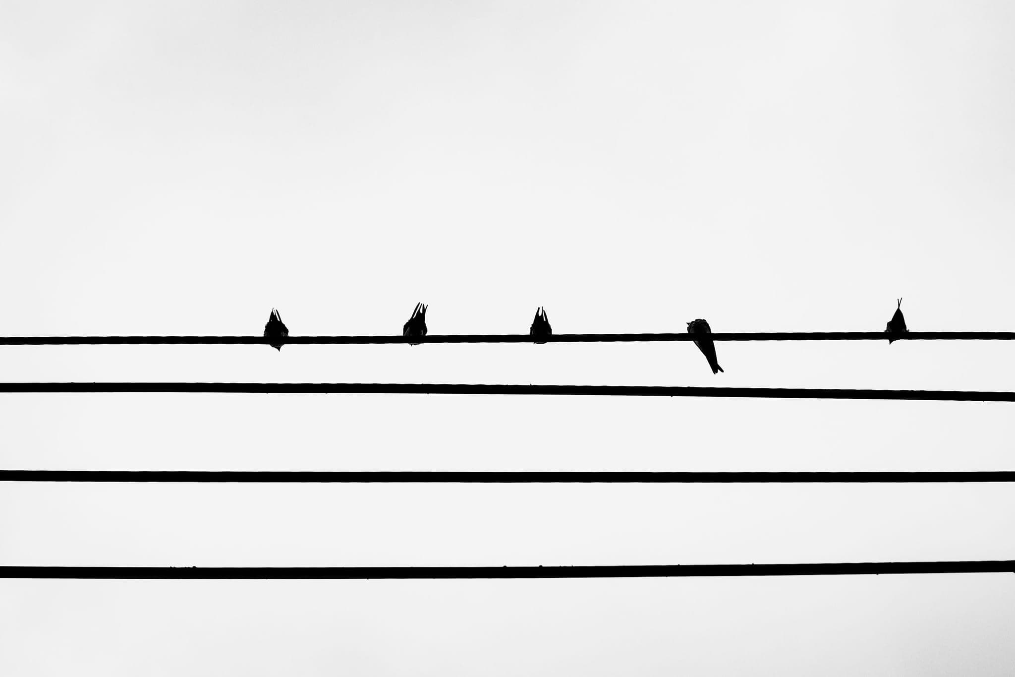 A few birds perched on power lines against a white sky