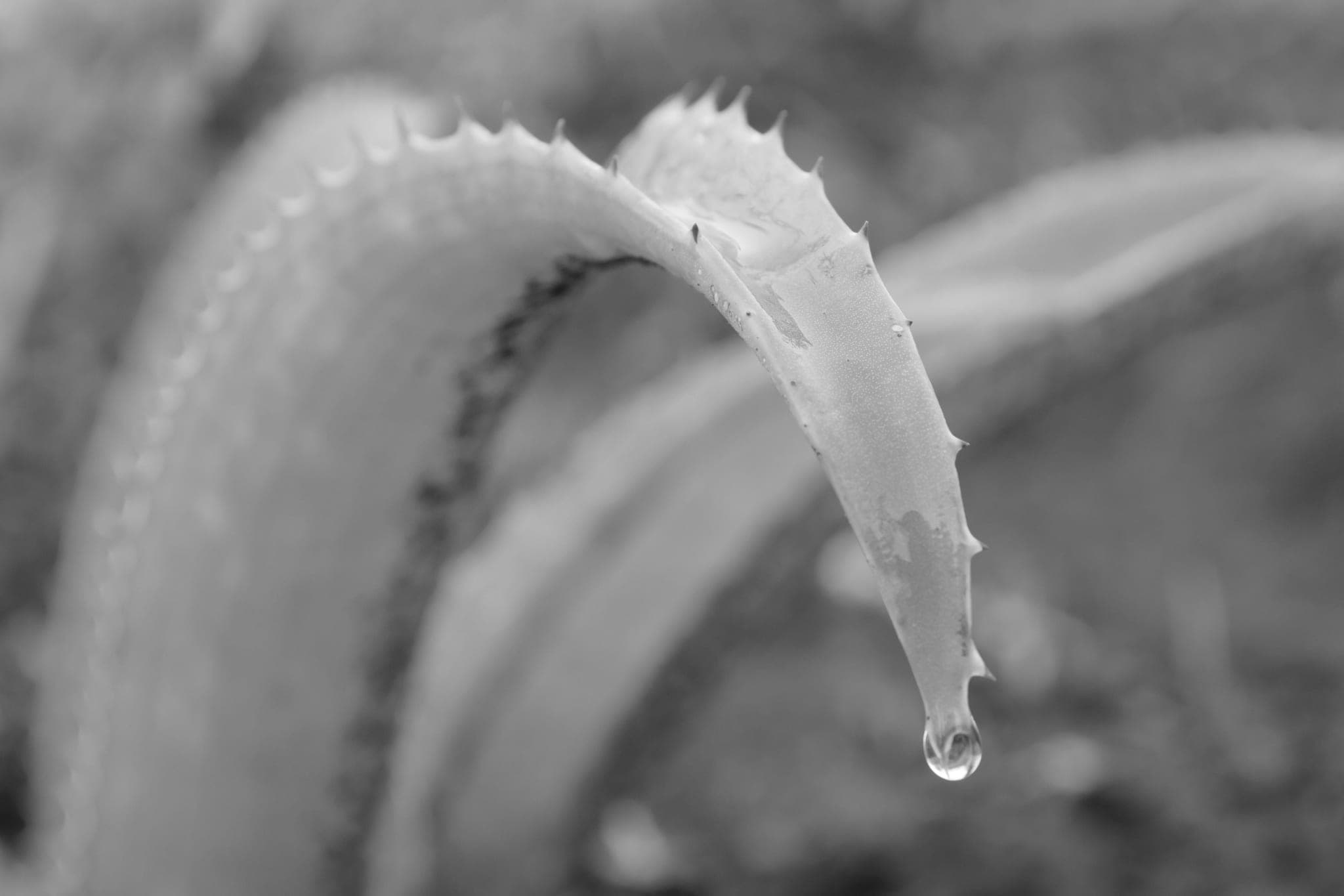 An aloe vera leaf curving downward, a drop of water hanging from its tip