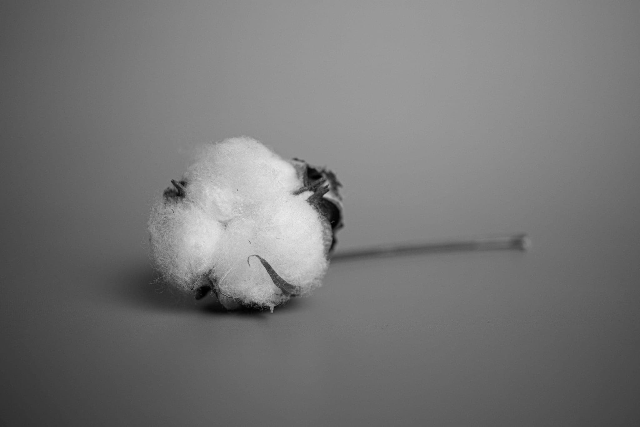 A single cotton boll lying on a plain surface