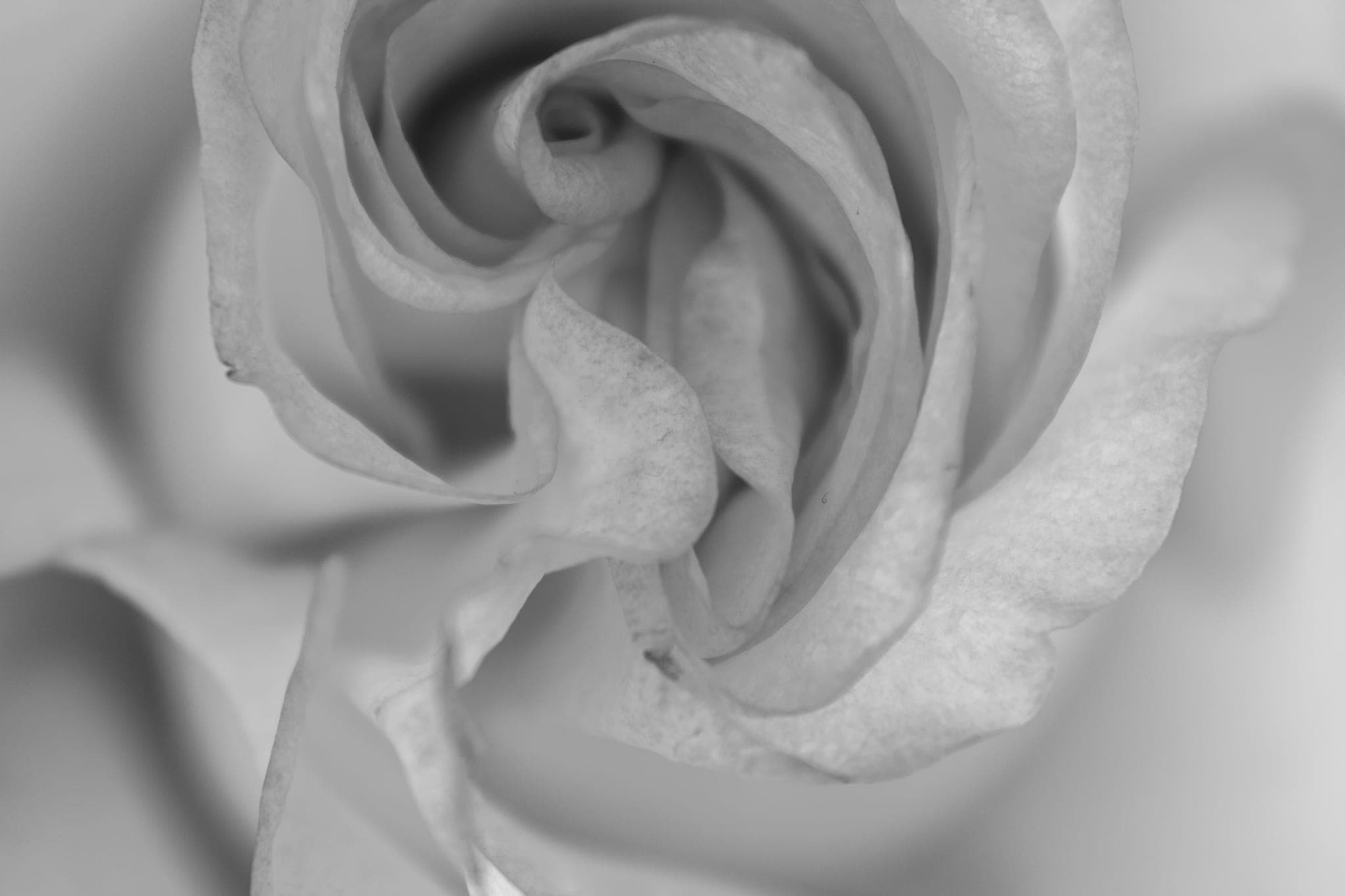 Close-up of rose petals curling inward toward the centre