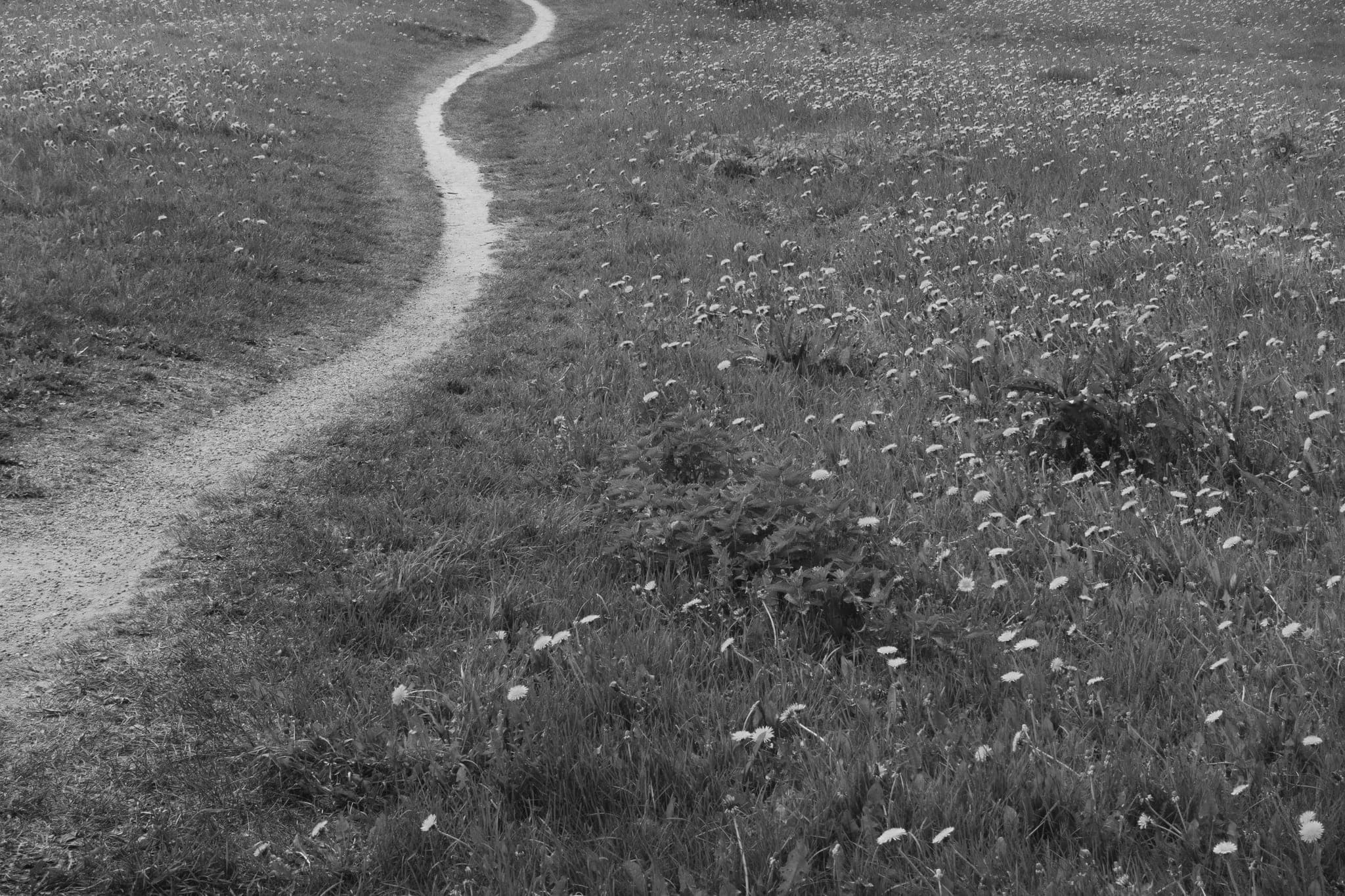 A narrow path worn into a meadow by footsteps, winding through grass and dandelions