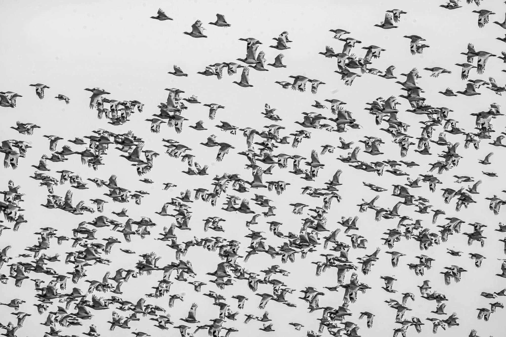 A large flock of geese flying across a pale sky