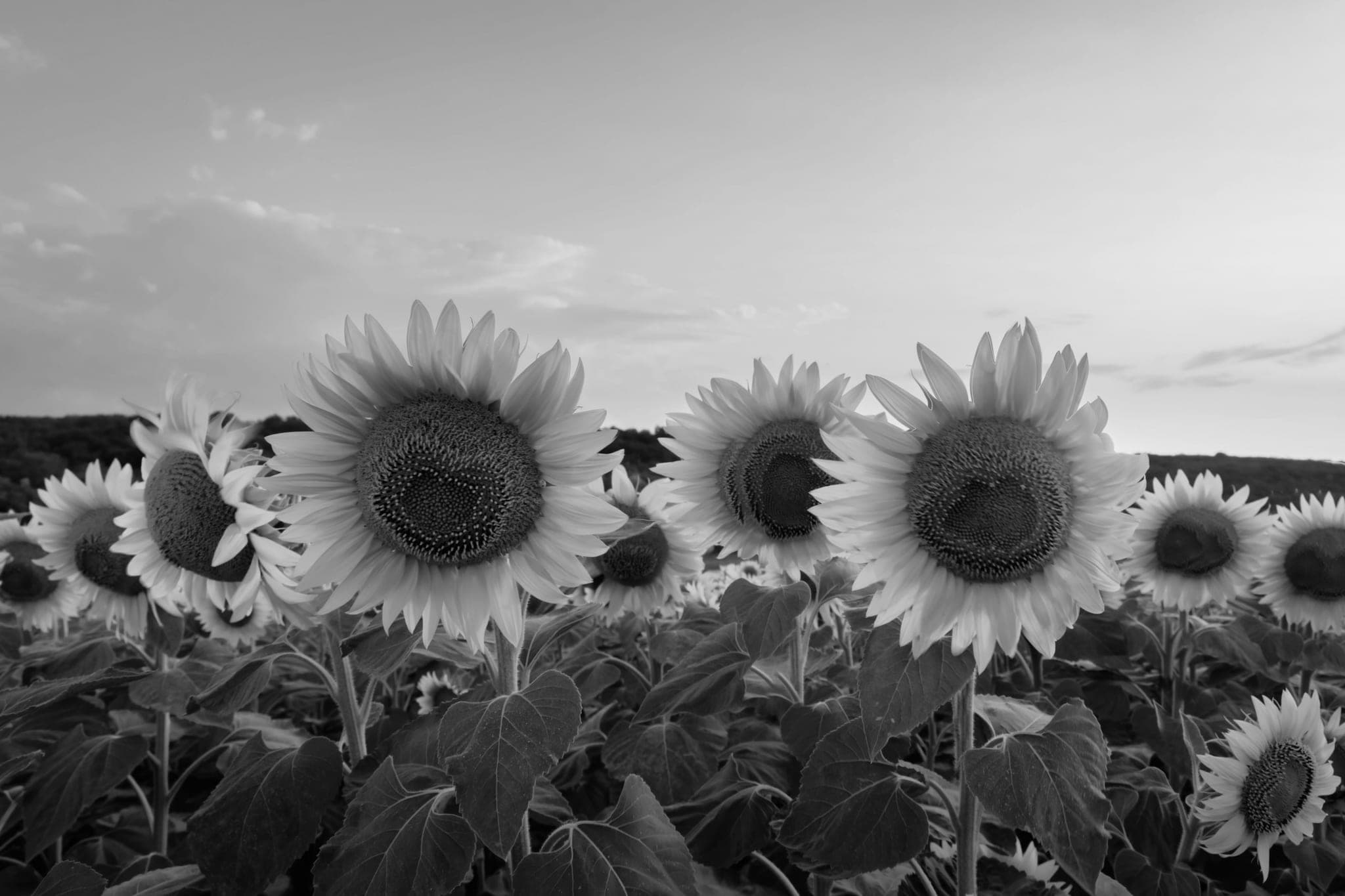 A field of sunflowers, the nearest heads turned the same way
