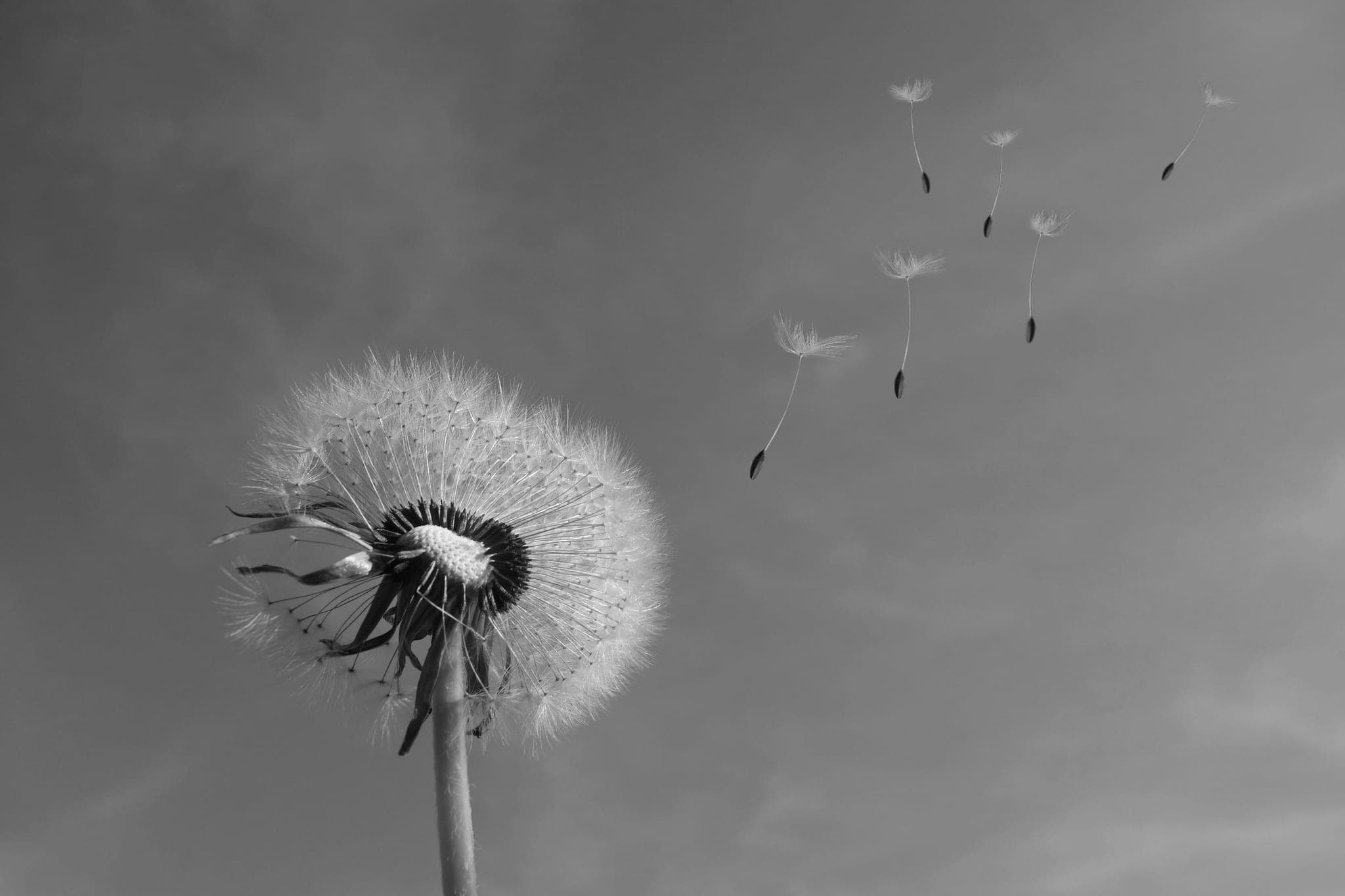 A dandelion seed head against the sky, a few seeds drifting away from it
