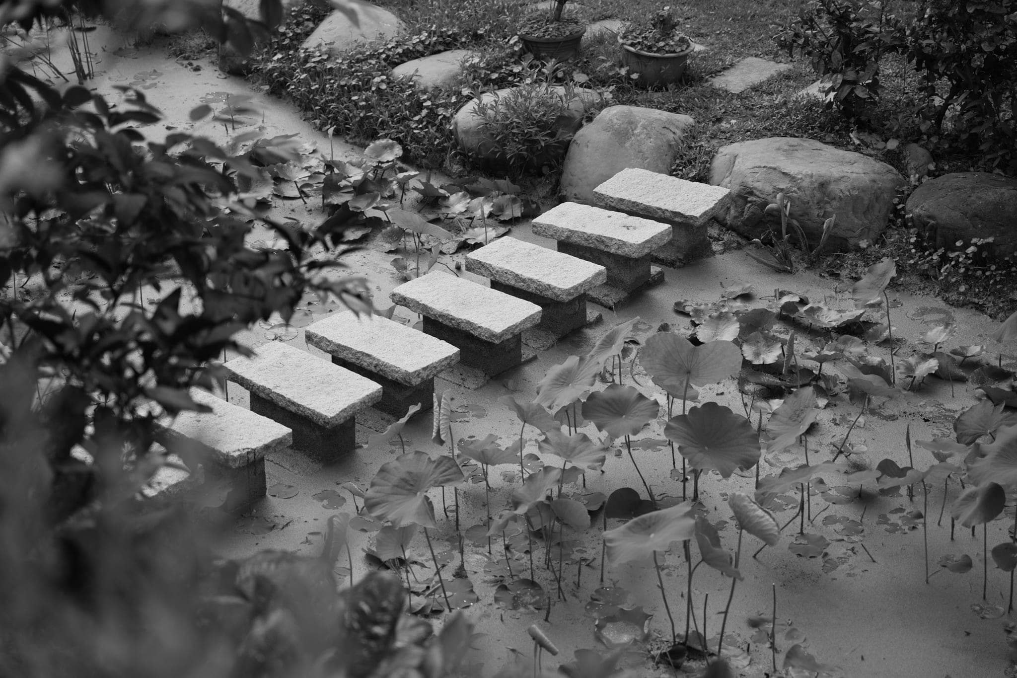 Stone slabs forming a stepping path across a garden pond