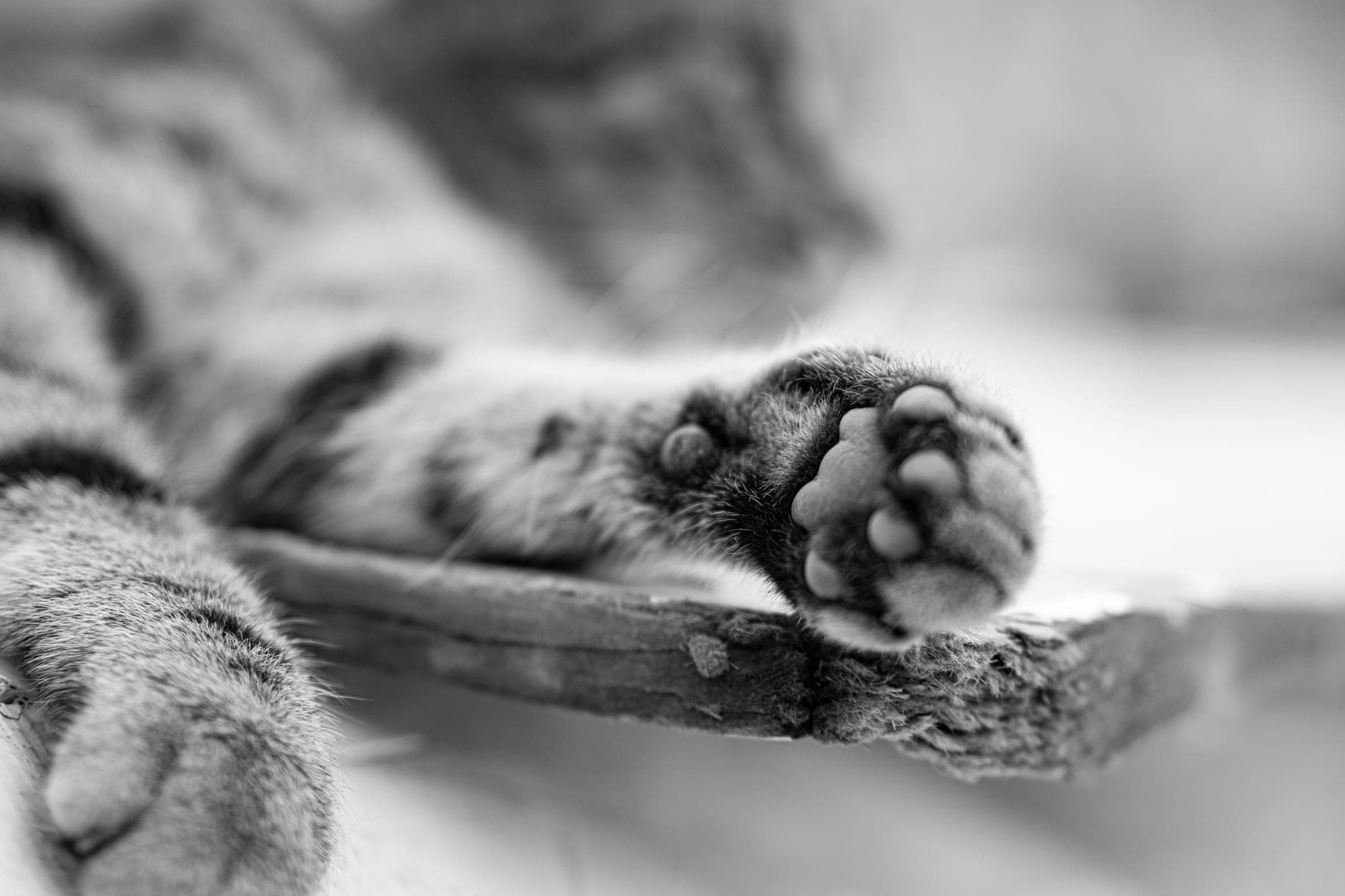 Close-up of a tabby cat's paw resting on a wooden board