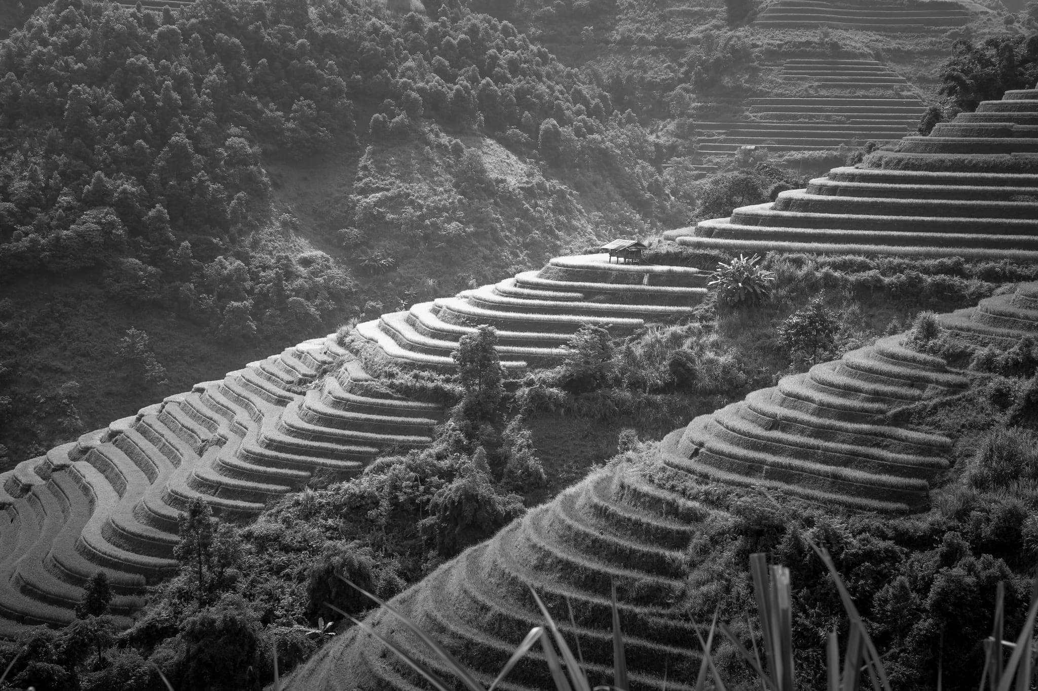 Terraced fields stepping down a forested hillside, a small hut on one level