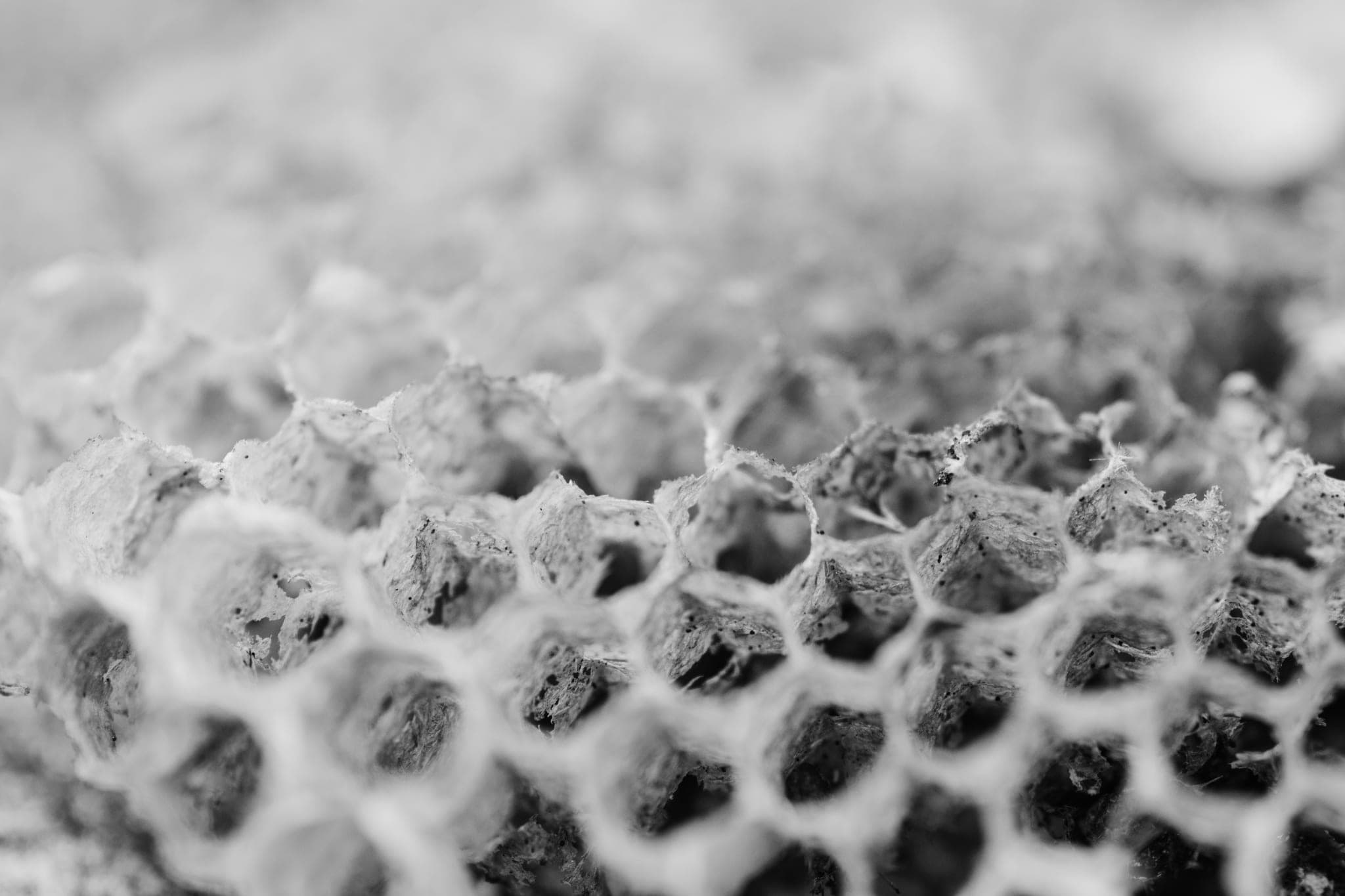Close-up of an empty honeycomb, its hexagonal cells left open