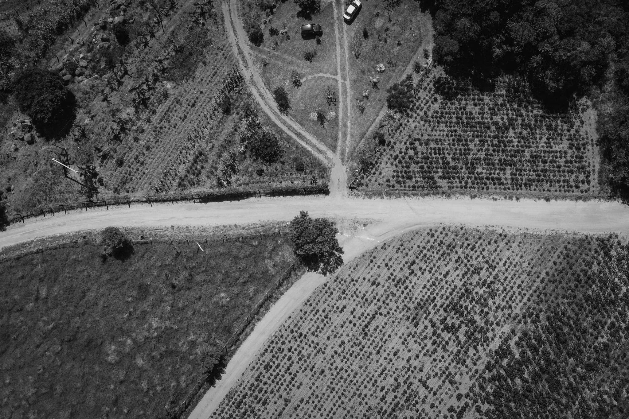 Aerial view of dirt tracks meeting and branching between planted fields