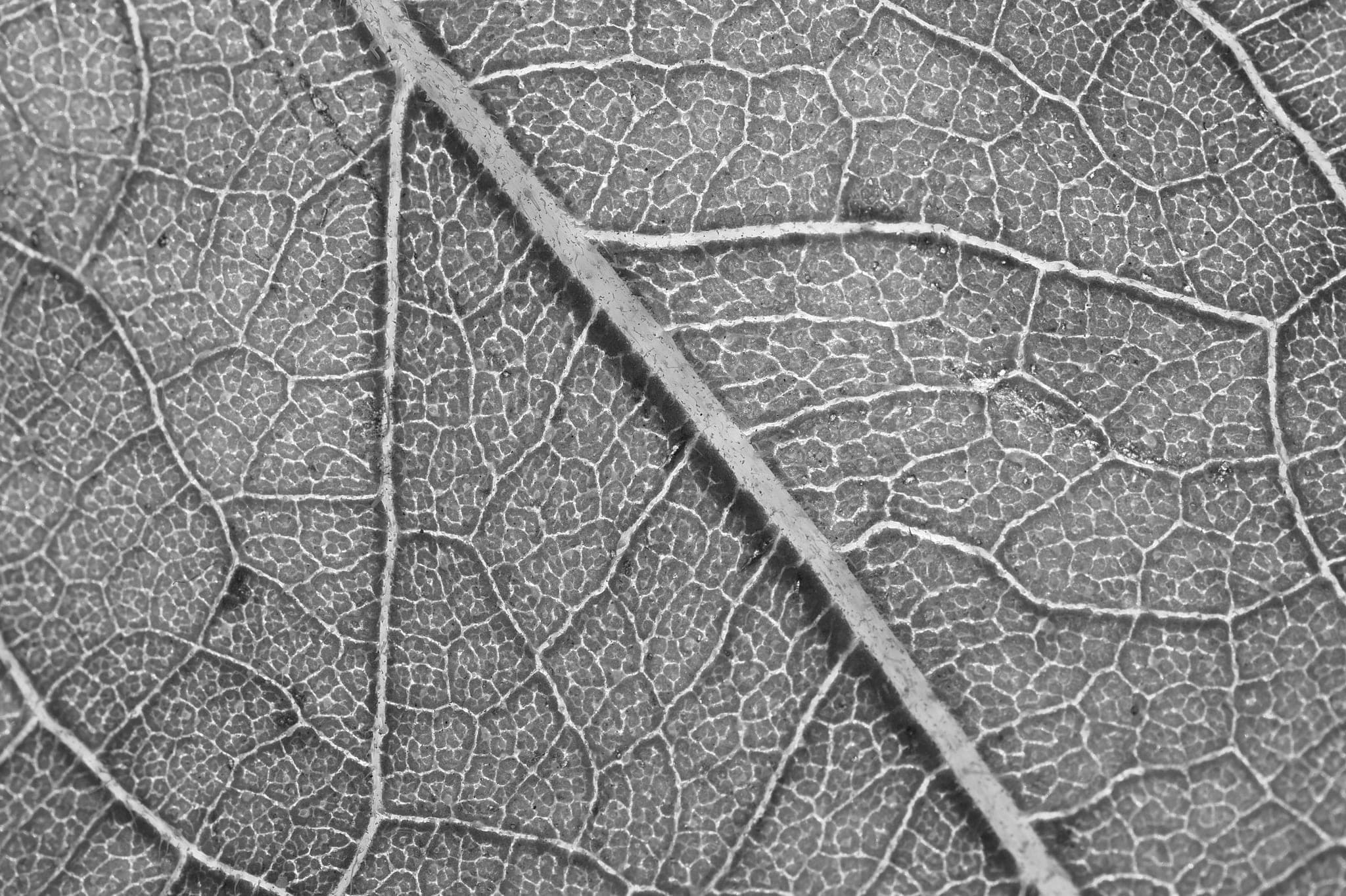 Close-up of a leaf, its veins branching into a fine network