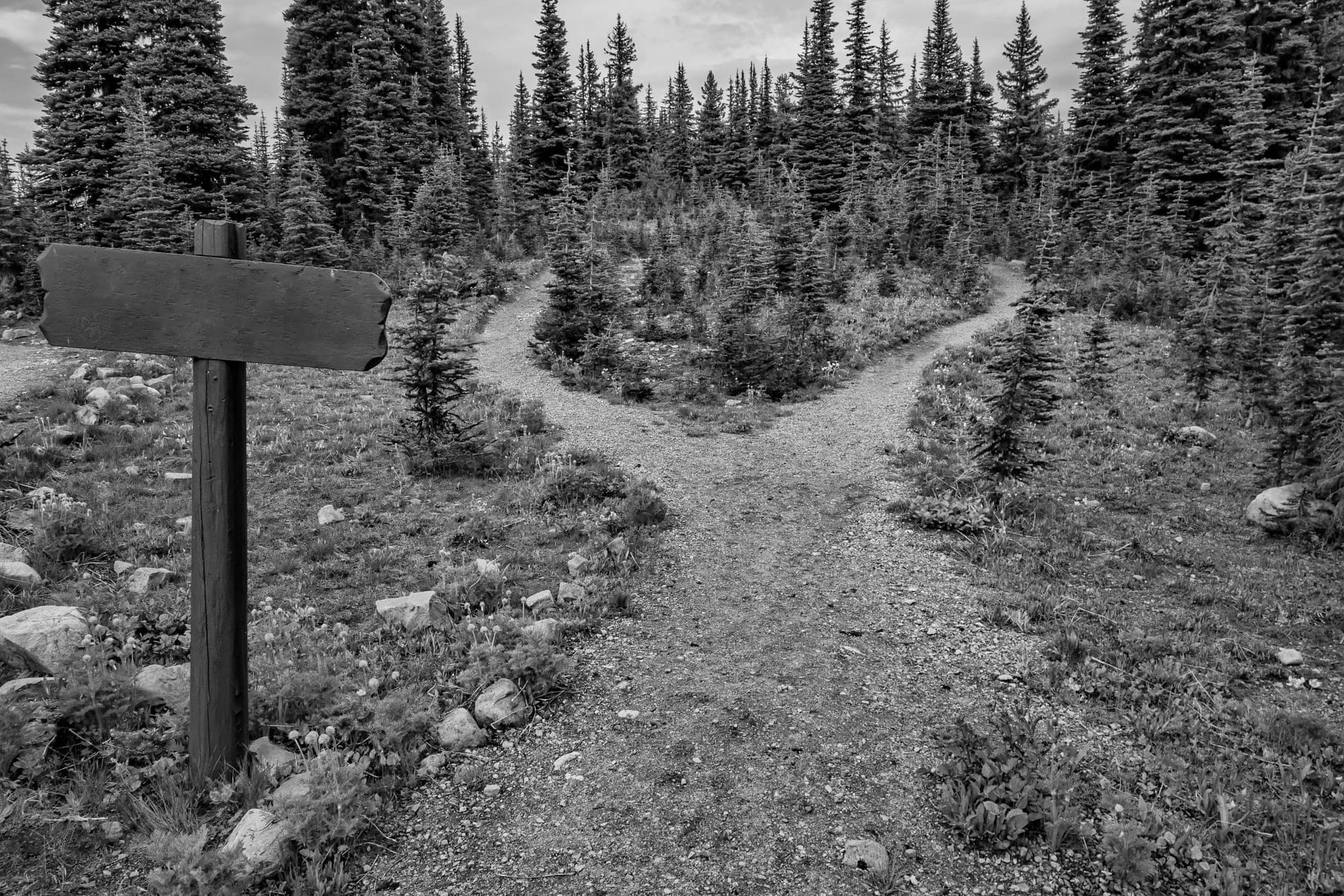 A forest trail splitting into two paths among fir trees
